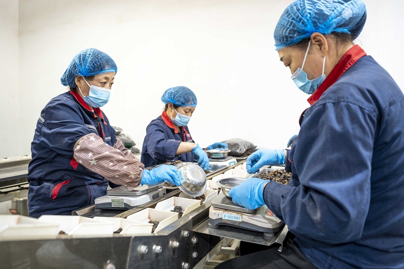 “和仁堂”的工人們正在進行中藥飲片的篩選、包裝。人民網(wǎng) 盧鵬宇攝